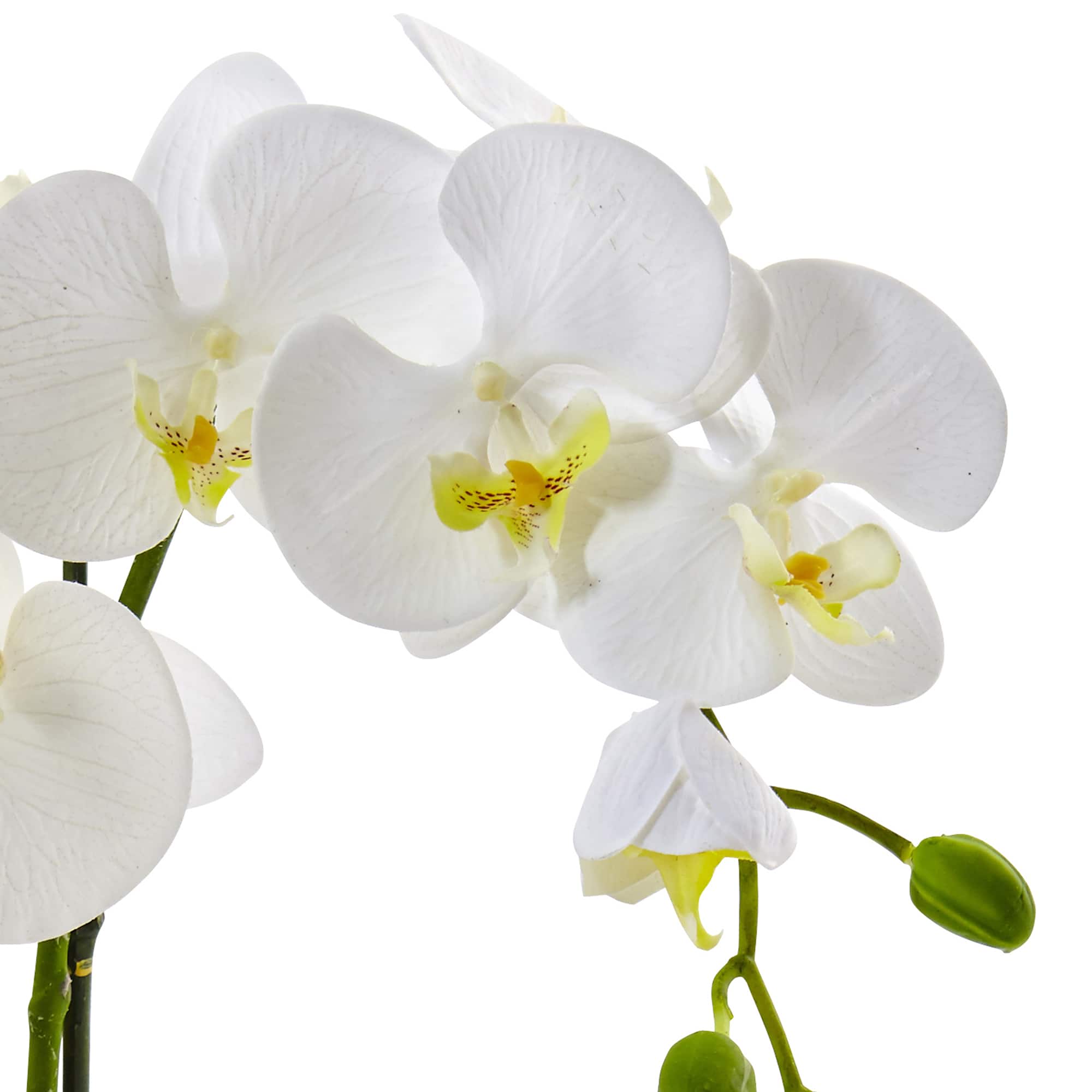 19" White Orchid in Ceramic Pot